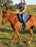 Horse SADDLE PAD Western Suede Leather Bareback Stirrups 39148-153