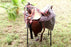 Horse Western Barrel Show Pleasure LEATHER SADDLE Bridle  50272