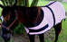 Miniature Weanling Donkey Pony Horse Foal Summer Sheet Pink 51foal