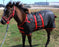 Challenger 1200D Miniature Weanling Donkey Foal Pony Horse Winter Blanket