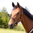 Horse Tack Polyester Horze Hampton Halter 606211HZ
