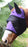 Equine Horse FlyMask Summer Spring Airflow Mesh 73261