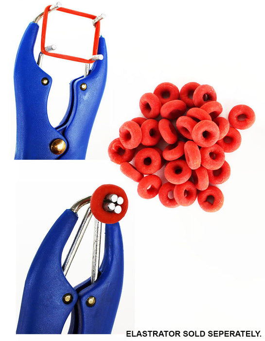 100 Count Farm Animal Livestock Bands Rings Orange 98491B