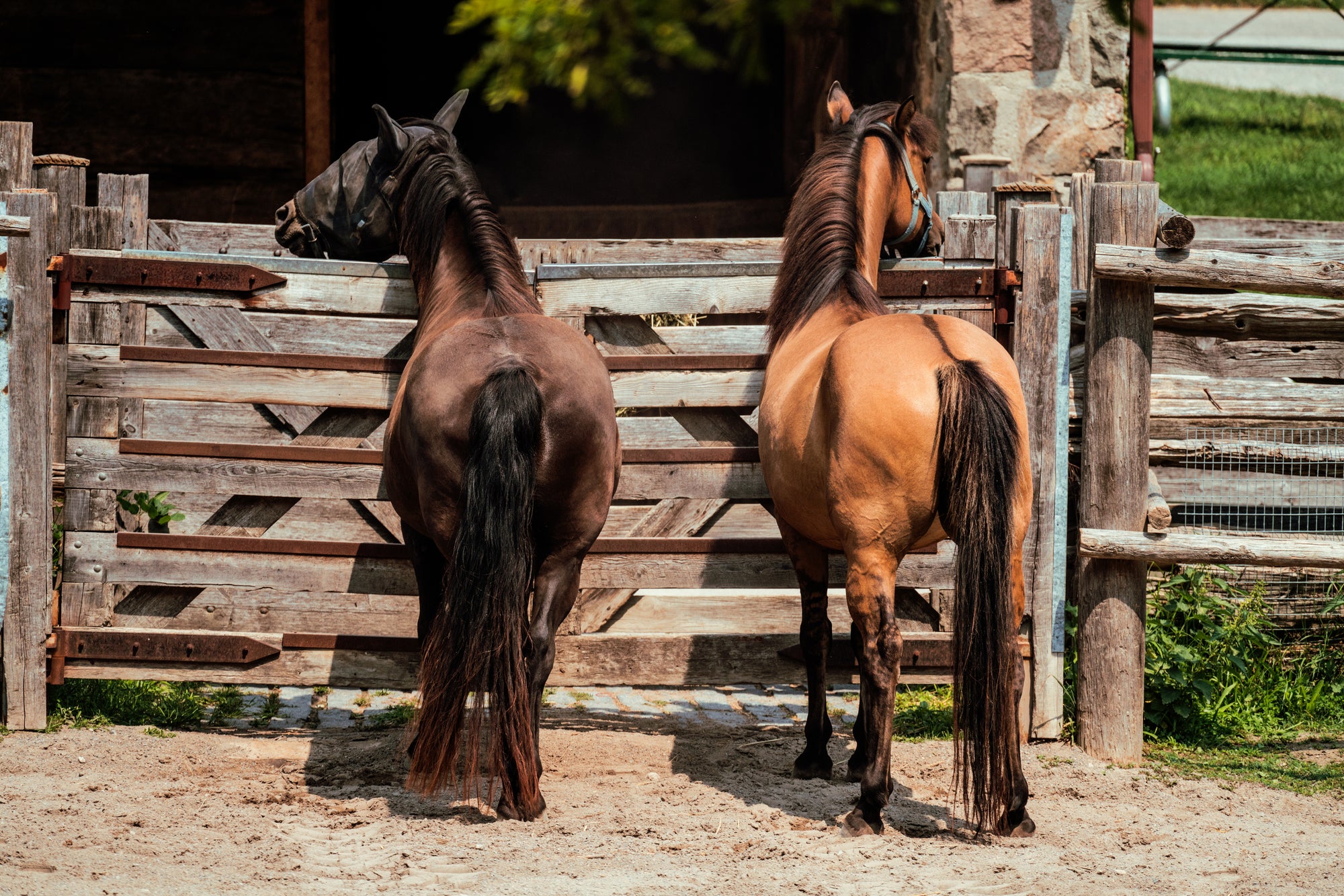Frontal tressé en V | Three Horses Frontal tressé en V | Three Horses