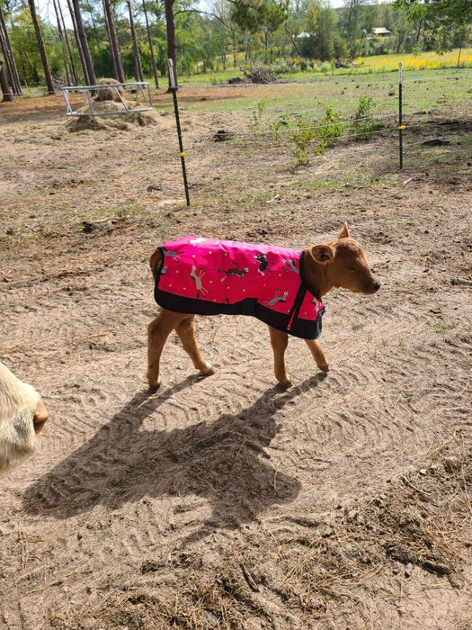 Weanling Foal Mini Horse  Pony Calf Pony Dog Winter Blanket Coat 600D Turnout Waterproof Medium Weight 608DGBKT