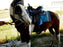 Western Cordura Trail Barrel Pleasure Horse SADDLE Blue 4917