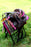 Western Cordura Trail Barrel Pleasure Horse SADDLE Pink 4982