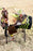 Horse Western Barrel Show Pleasure LEATHER SADDLE Bridle  50173