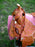 Horse Western Barrel Show Pleasure LEATHER SADDLE Bridle  5081