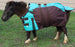 1200D Miniature Weanling Donkey Pony Horse Foal Winter Blanket 51976TL