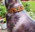 Hand Tooled Beaded Padded Leather Dog Collar  60127