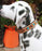 Basket Weave Tooled Padded Leather Beaded Dog Puppy 60RT19