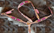 Horse Tack Bridle Headstall Breast Collar Western Leather Pink Bling 76SP001HBB